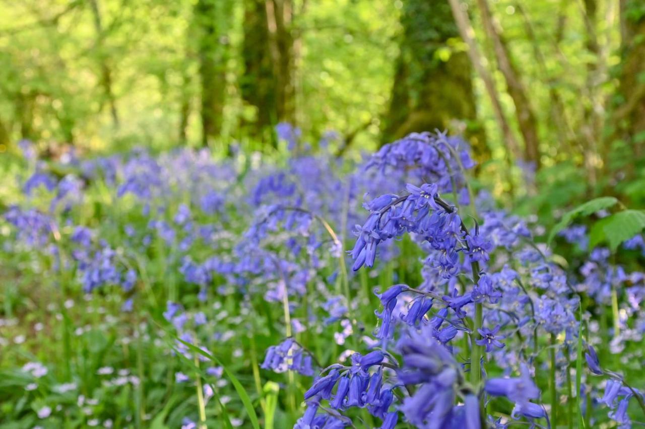 Wray Valley Moretonhampstead Exteriör bild